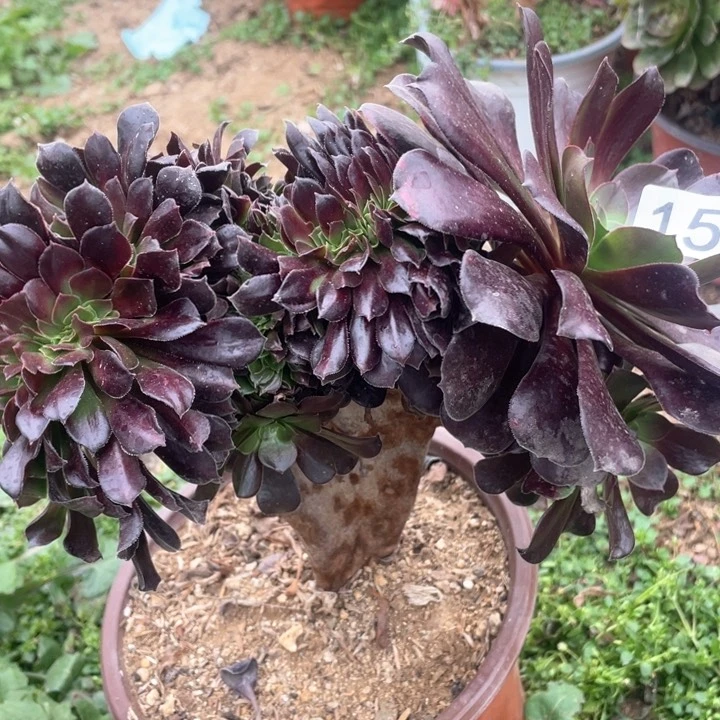 156多肉植物欧缀