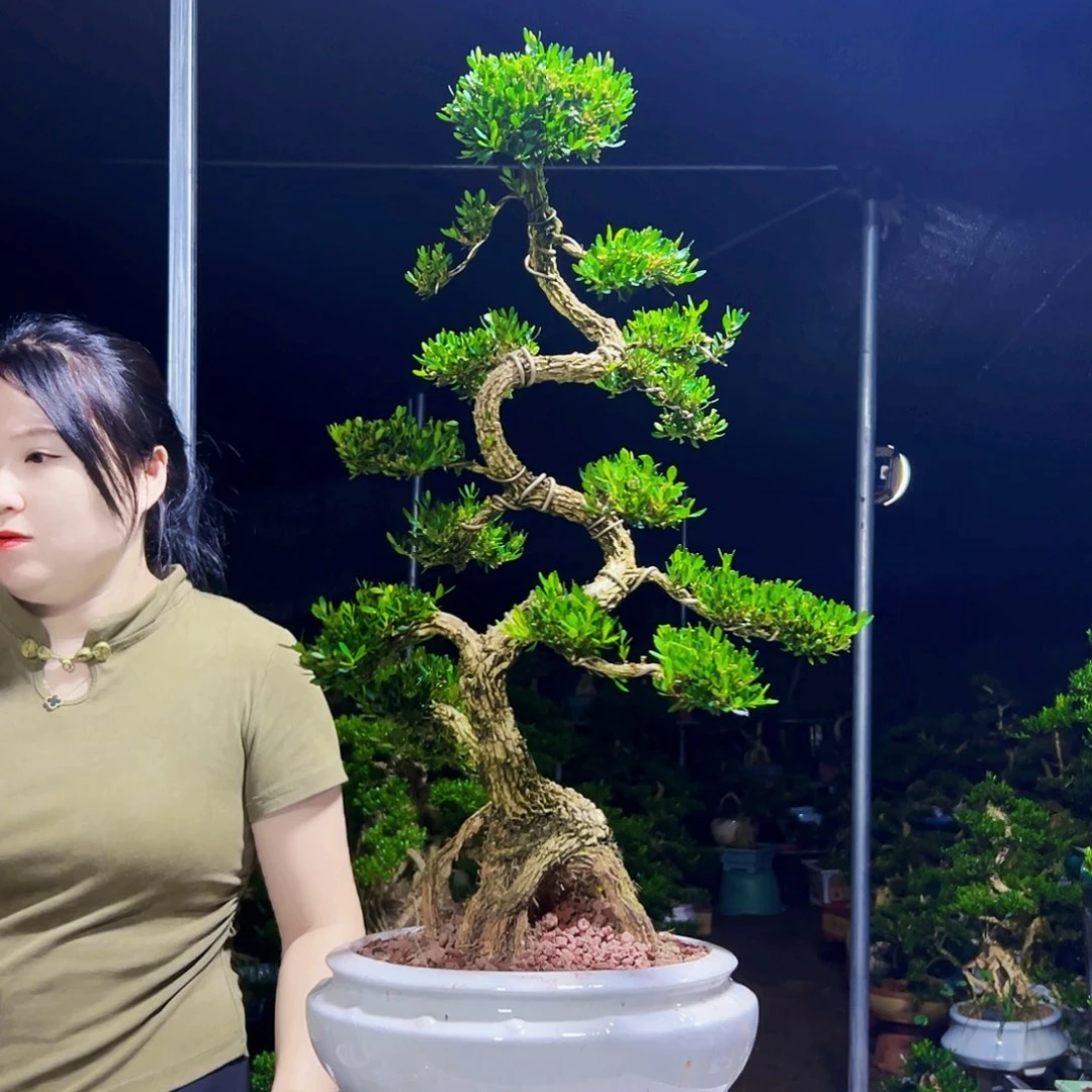当前无花栽培后可以开花黄杨木