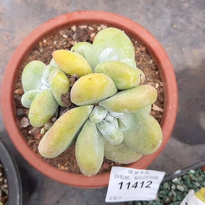 锦宸多肉～一物一拍11412