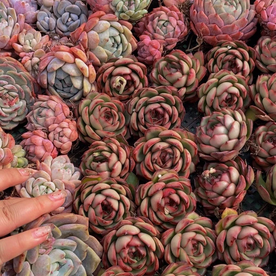 405的人生态度是一种