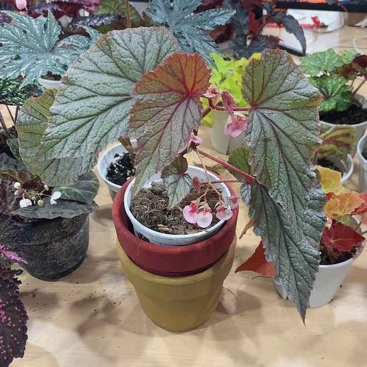 完全开放U093秋海棠