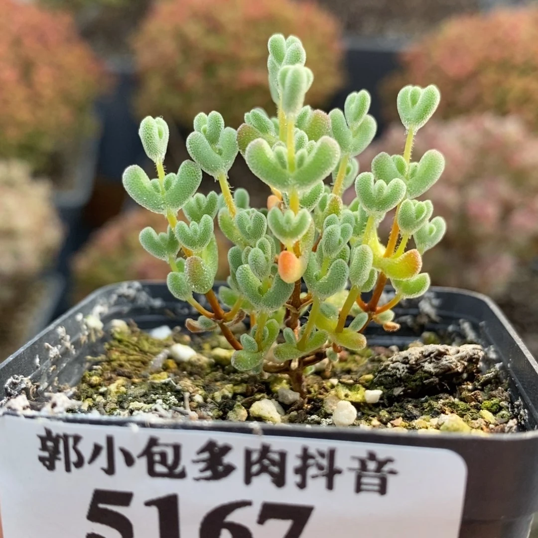 实生莱斯5167枝干番杏