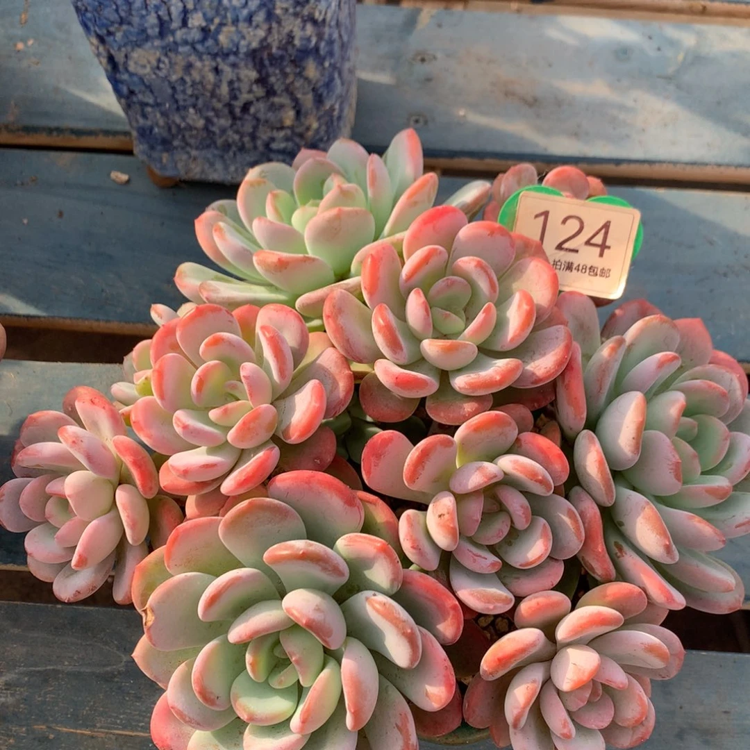 香橙老桩无砍平头124