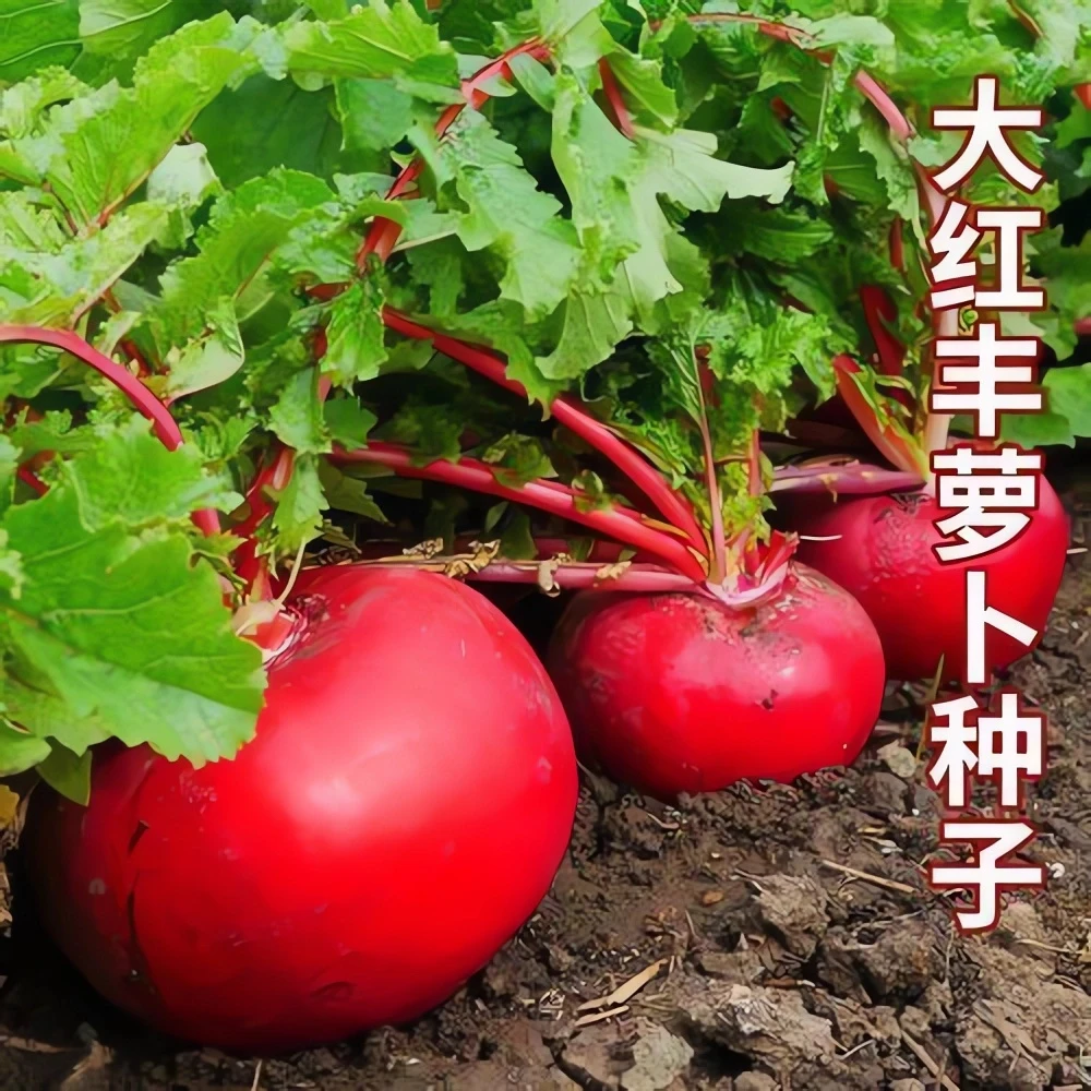 大红丰萝卜种子红萝卜种子秋播蔬菜种子红皮白心萝卜家庭菜园种植