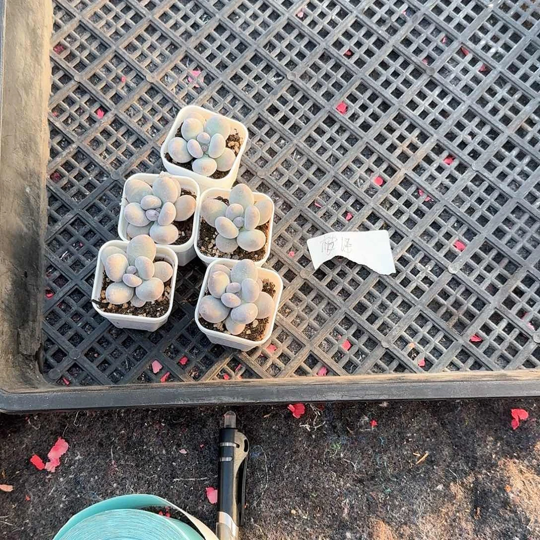 梦泽一物一拍专拍