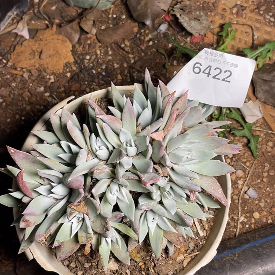 【闪购商品】雪山苹果二代