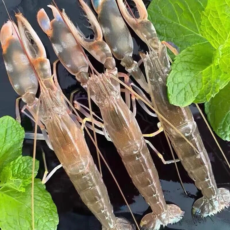 大连本地野生嘎巴虾（狗虾，夹板虾）速冻发货嫌小勿拍顺丰包邮