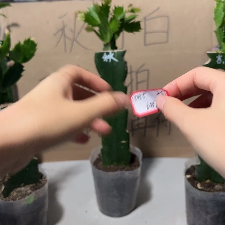 用***6当前无花朵，栽培后可花朵秋