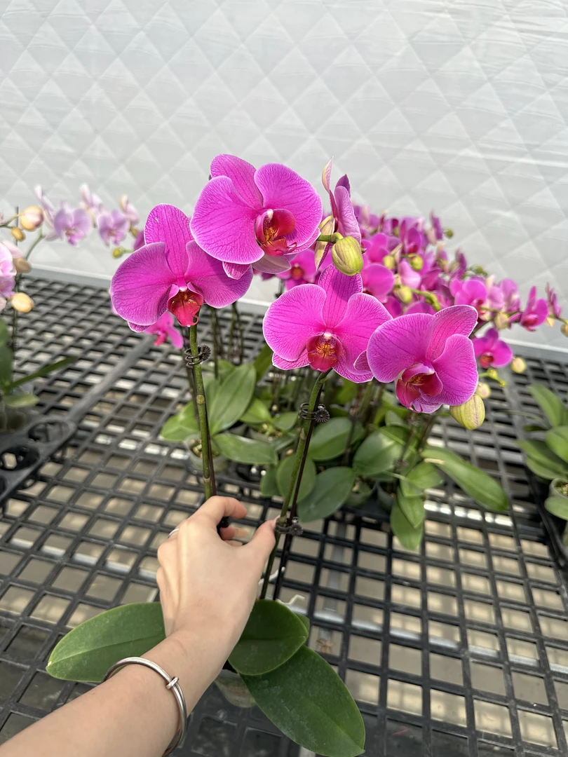 新品【恭喜发财】 双花剑 带花发货