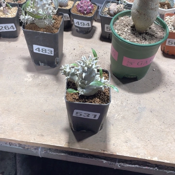 531西巴女王块根