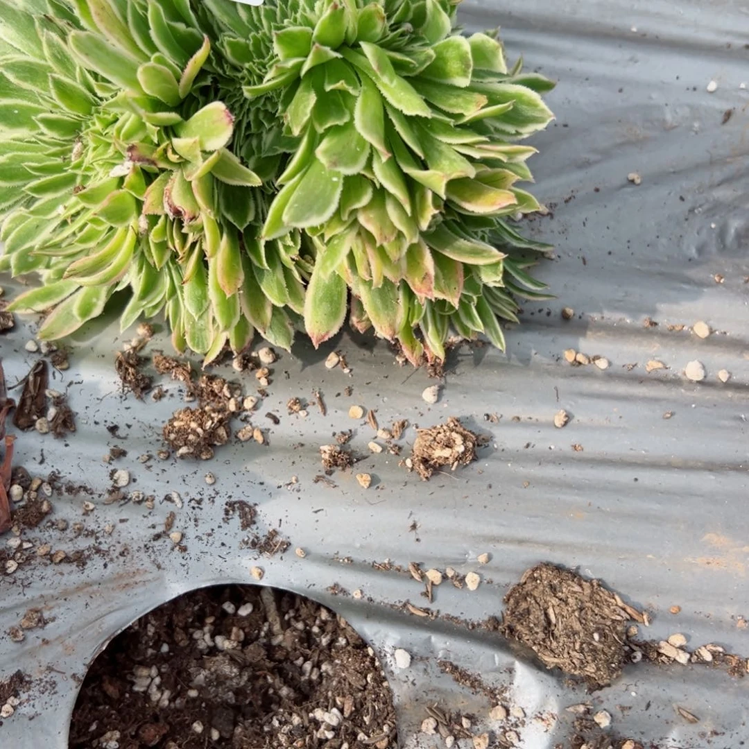 641 号多肉植物法师新年福利