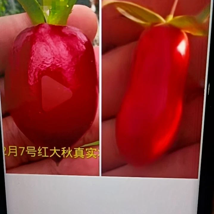 无花朵红大秋加瑰宝扦插苗