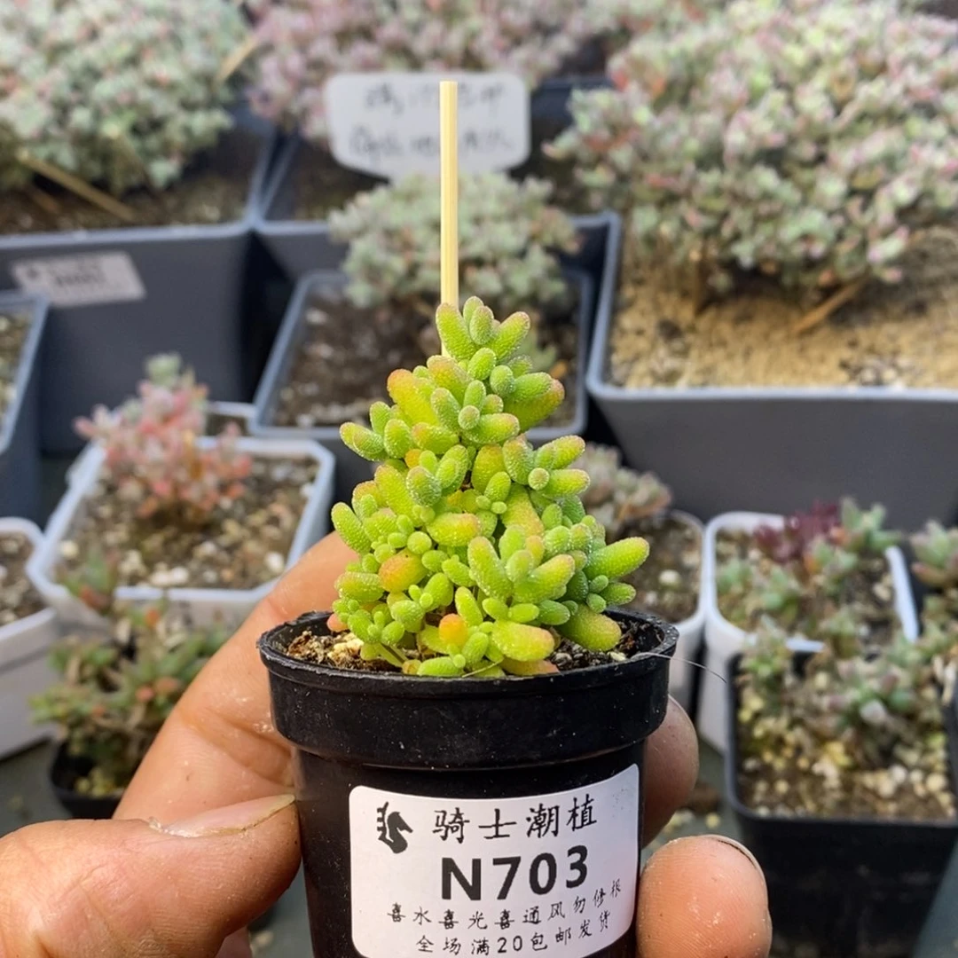 703蜜橘糖球枝干