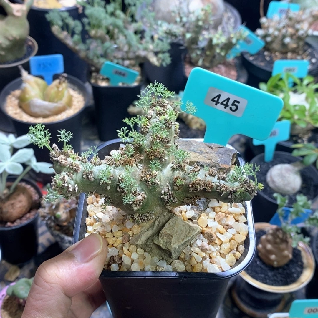 白皮越界多肉植物