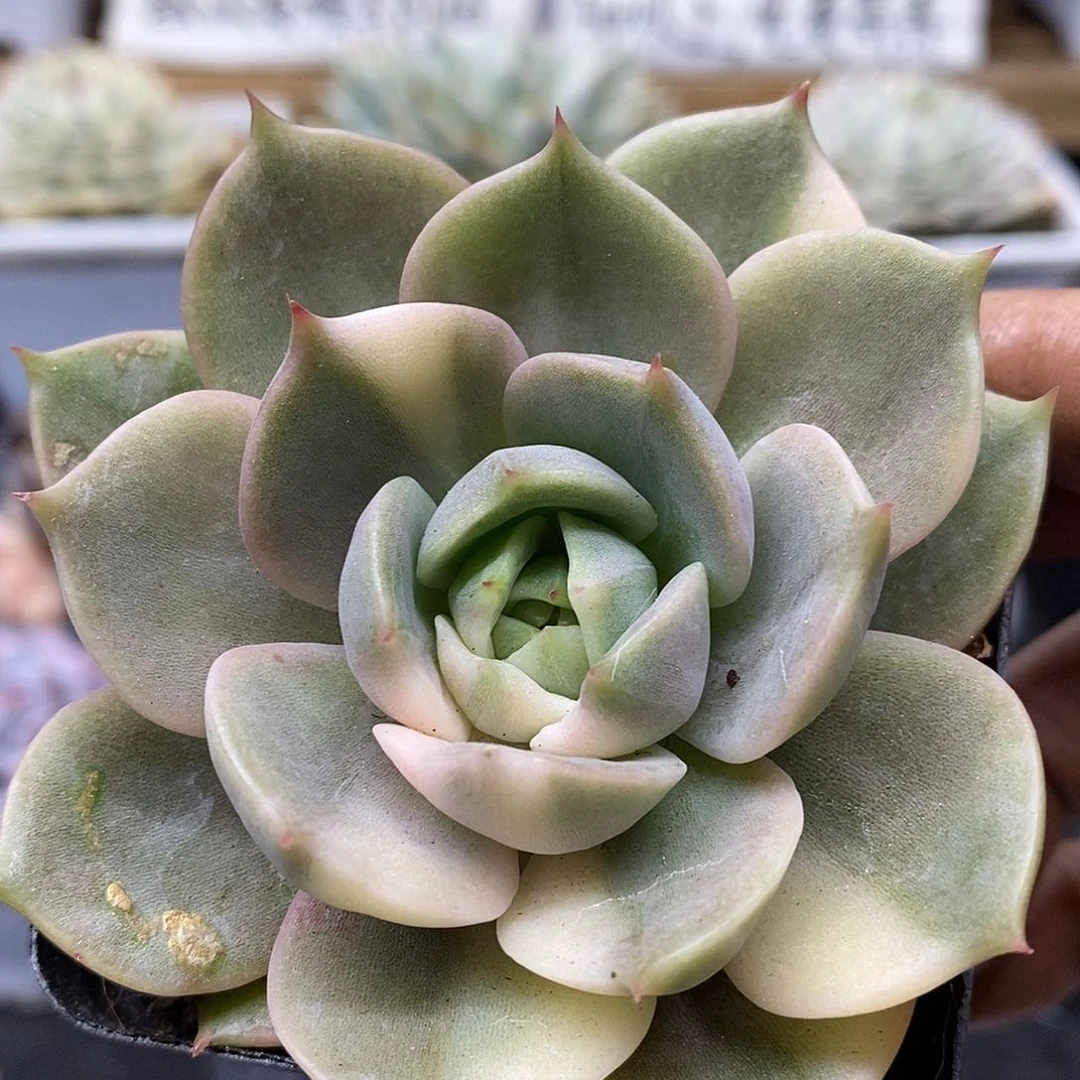 30137 贝加尔湖花脸锦