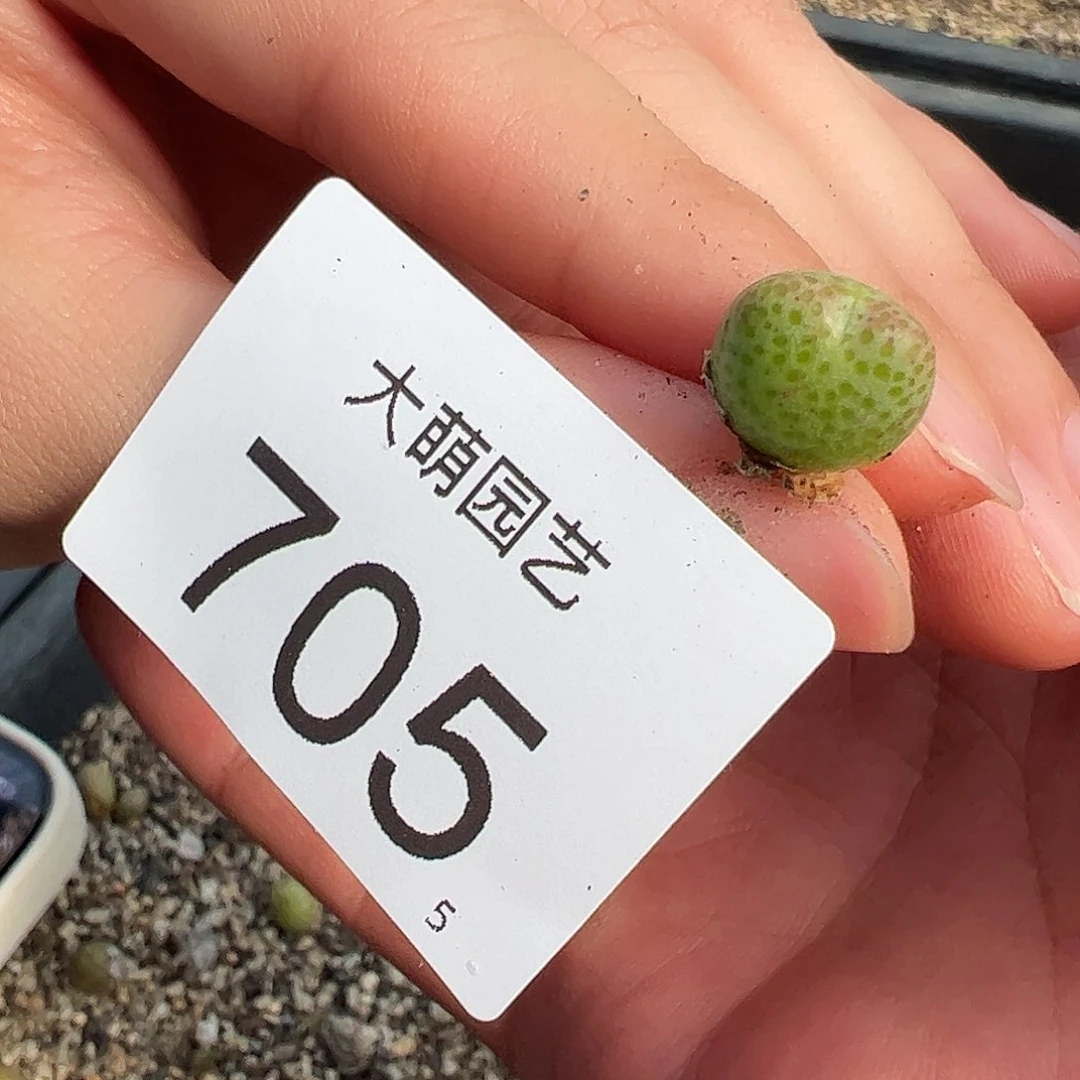 0000705量拍园艺1425.962红头班马单头1颗