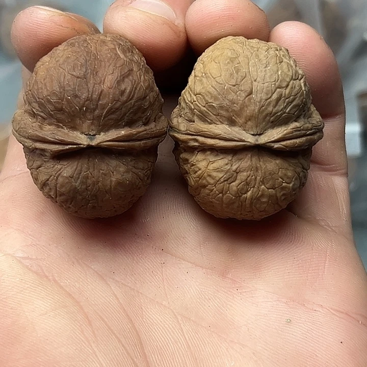 核桃75号蟒纹元宝38尺