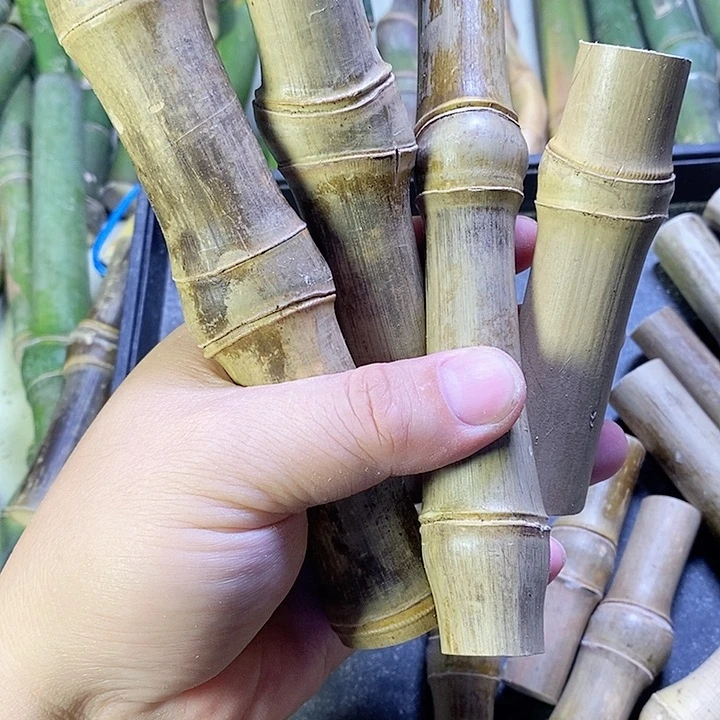 明***月实心竹子在树的顶端打个盹