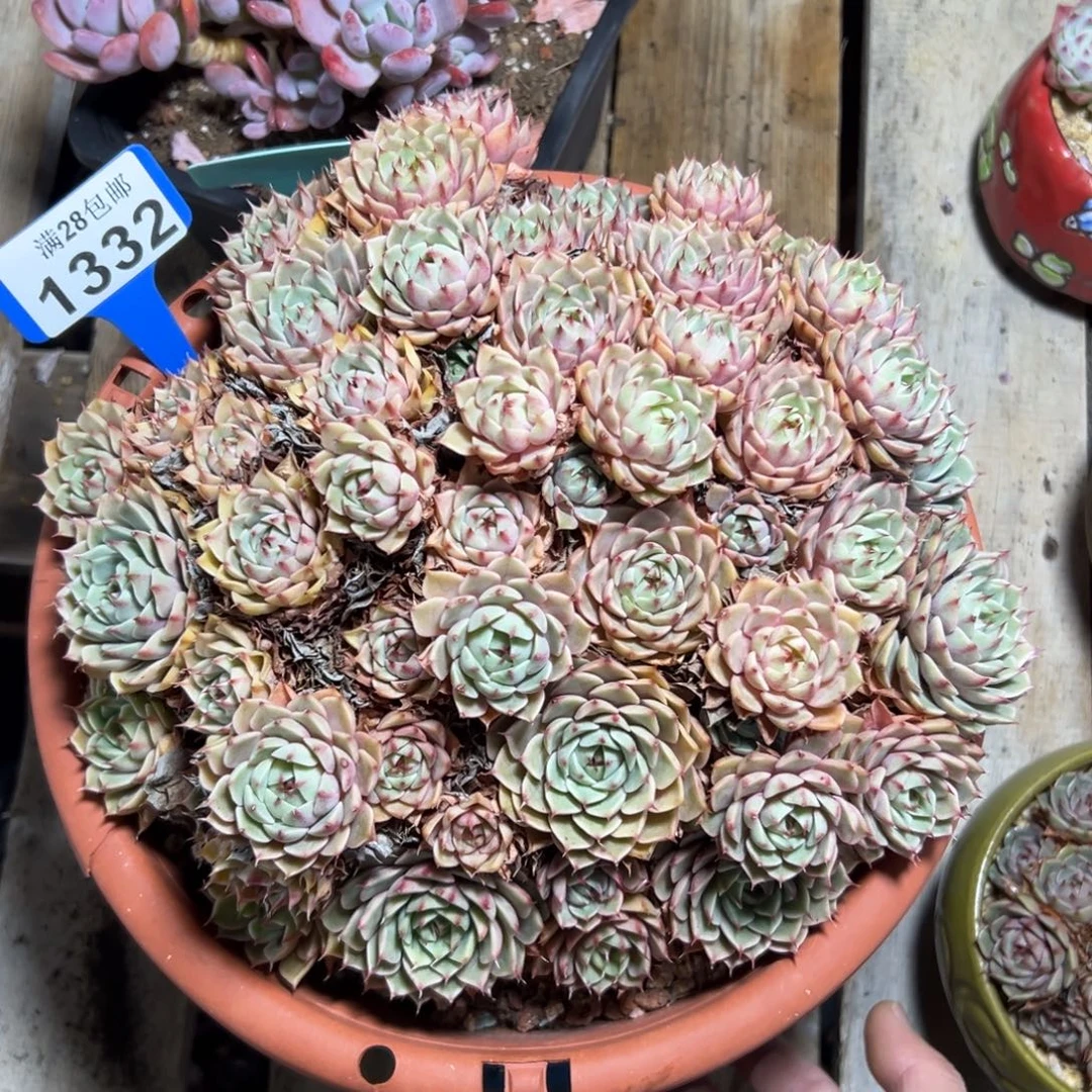 1332苯巴蒂斯，冠服24