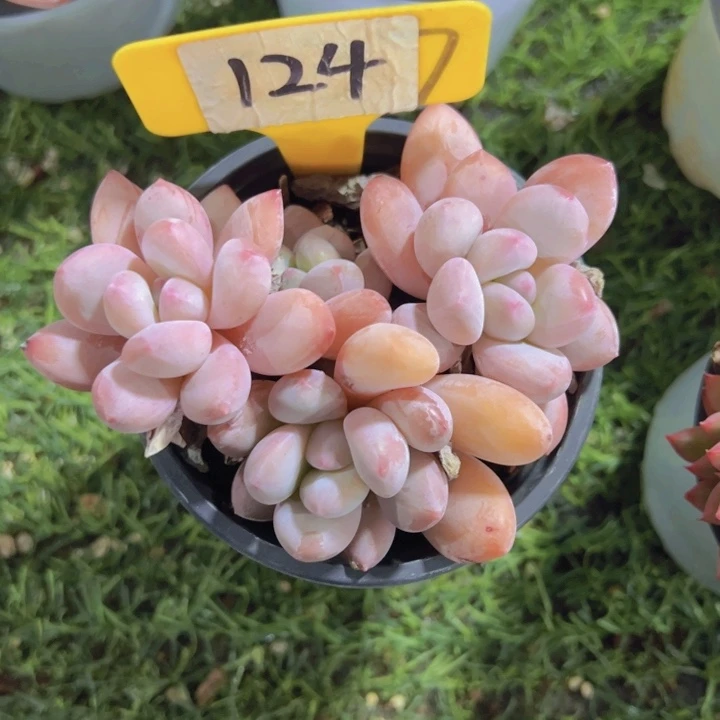 健健康康平平安安