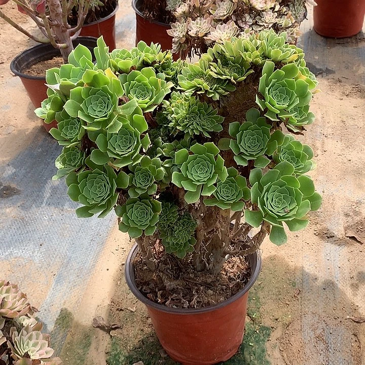 多肉植物绿羊绒缀499号