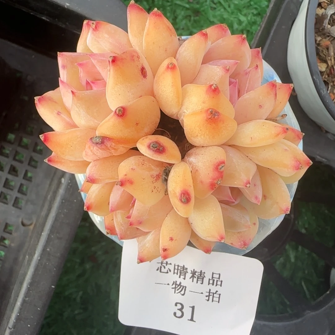 闪购精品多肉31号