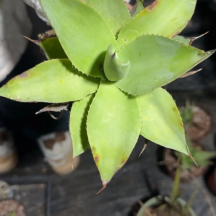 多肉植物多肉植物