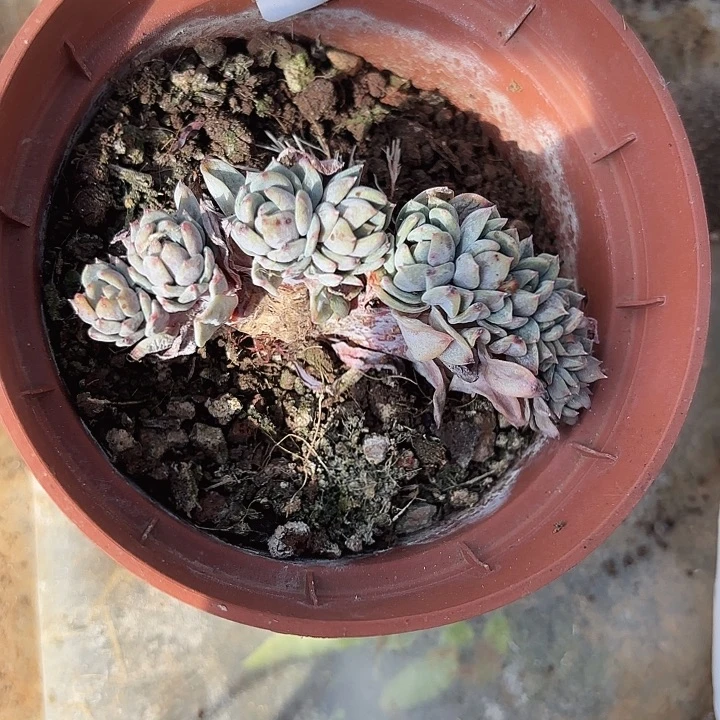 闪吼193呀呀呀呀呀呀呀呀