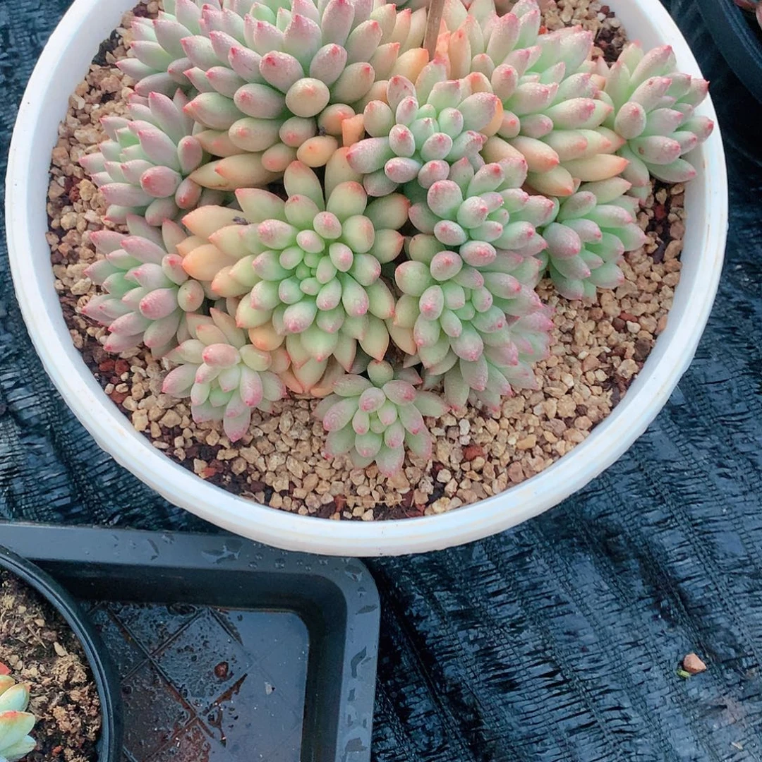 多肉植物多肉植物y