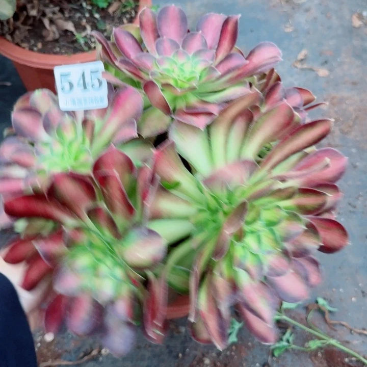 545韶华捧花多肉植物满28包