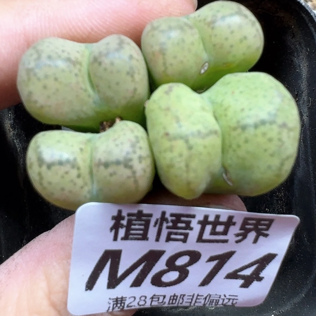 多肉植物的人生历程f