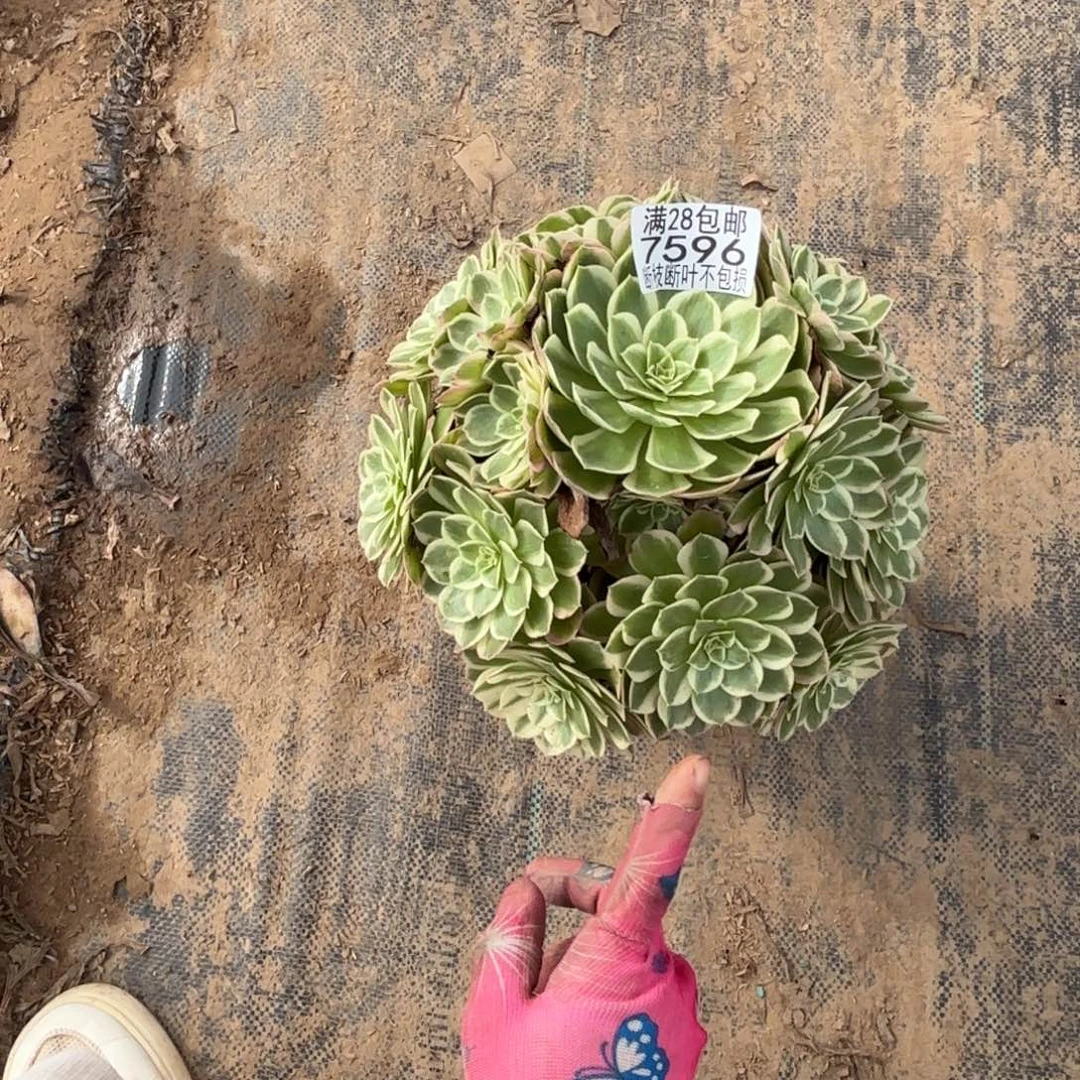 鑫***妈X. 7596孔雀翎多肉，ced