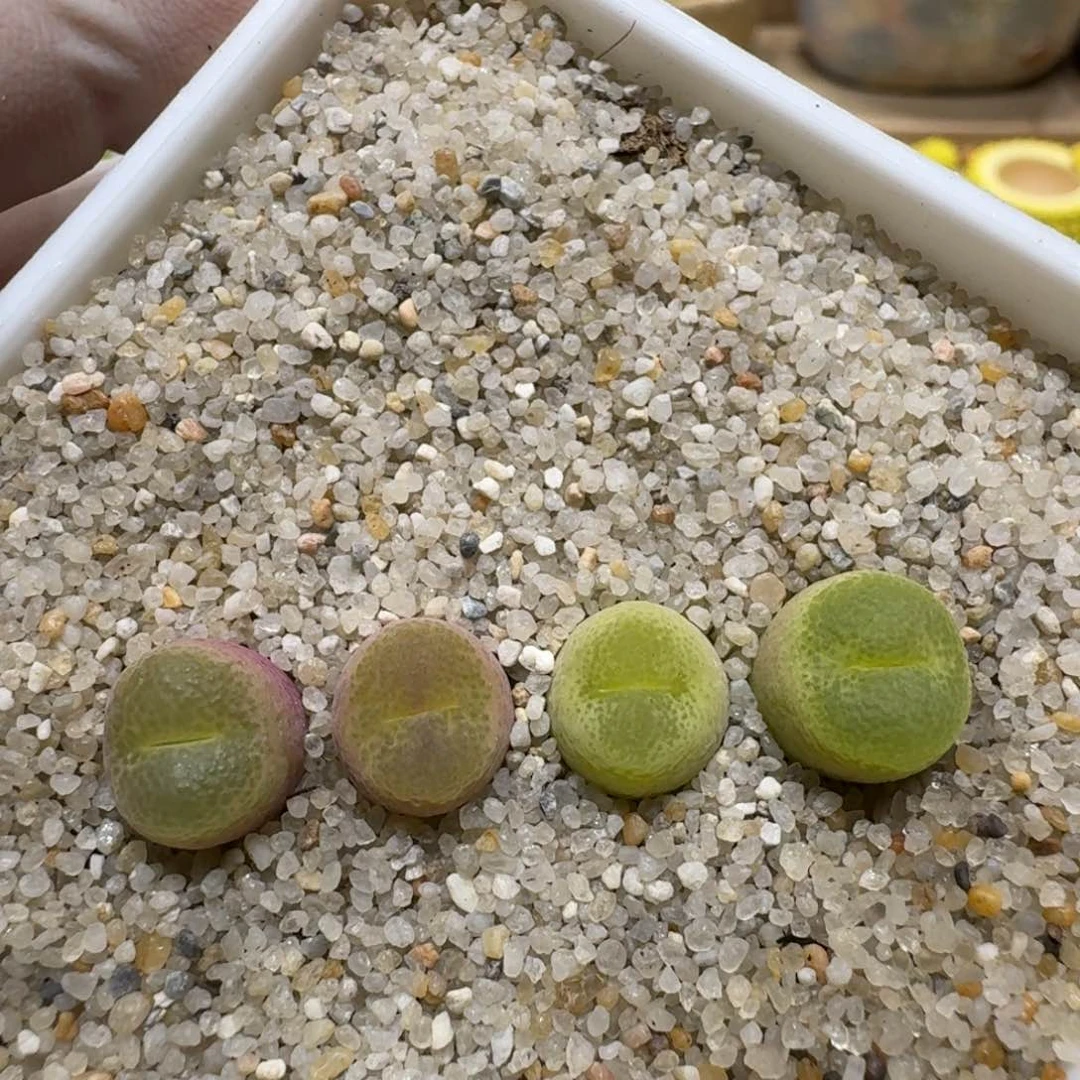 0615-06翠光肉锥肉锥