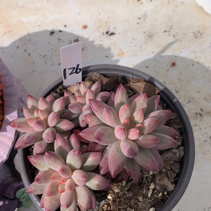 有d哦哦如植物72727273773