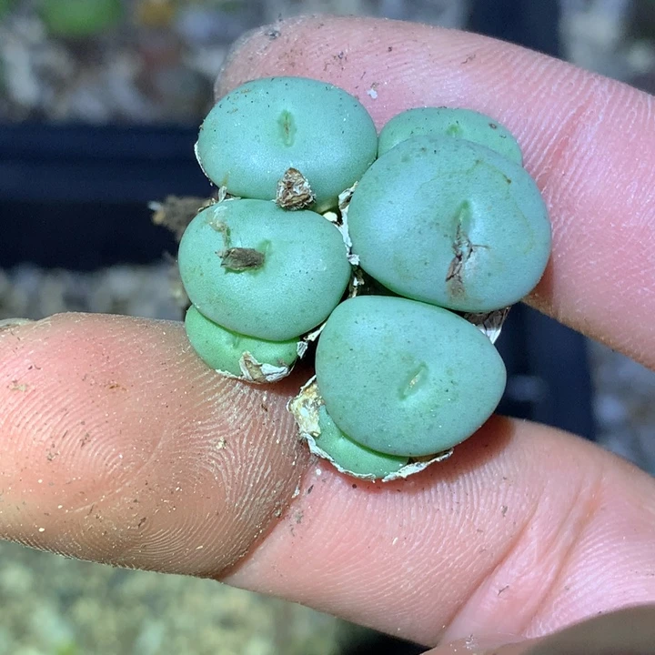 莫***白精品多肉植物精品多肉