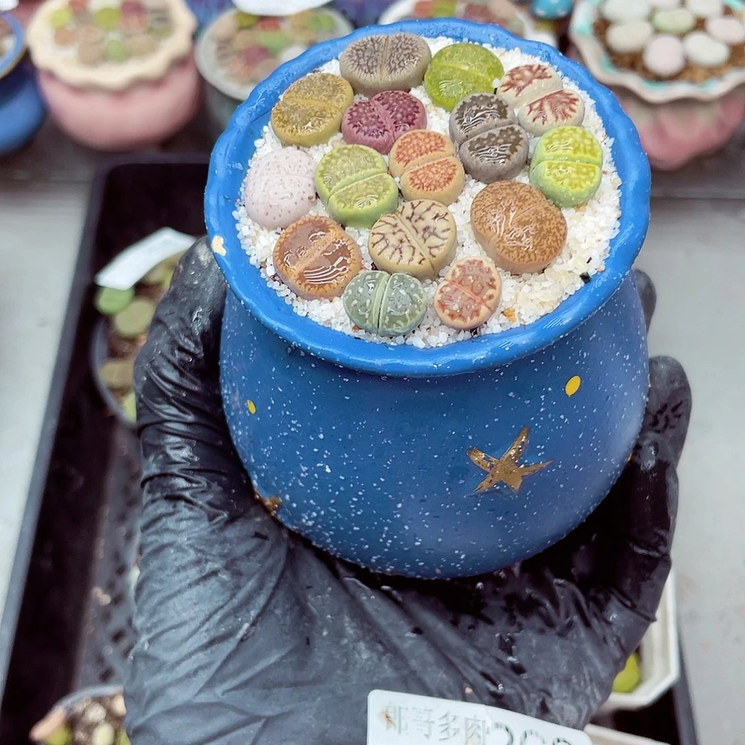 8***菲生石花满18包邮0930-266