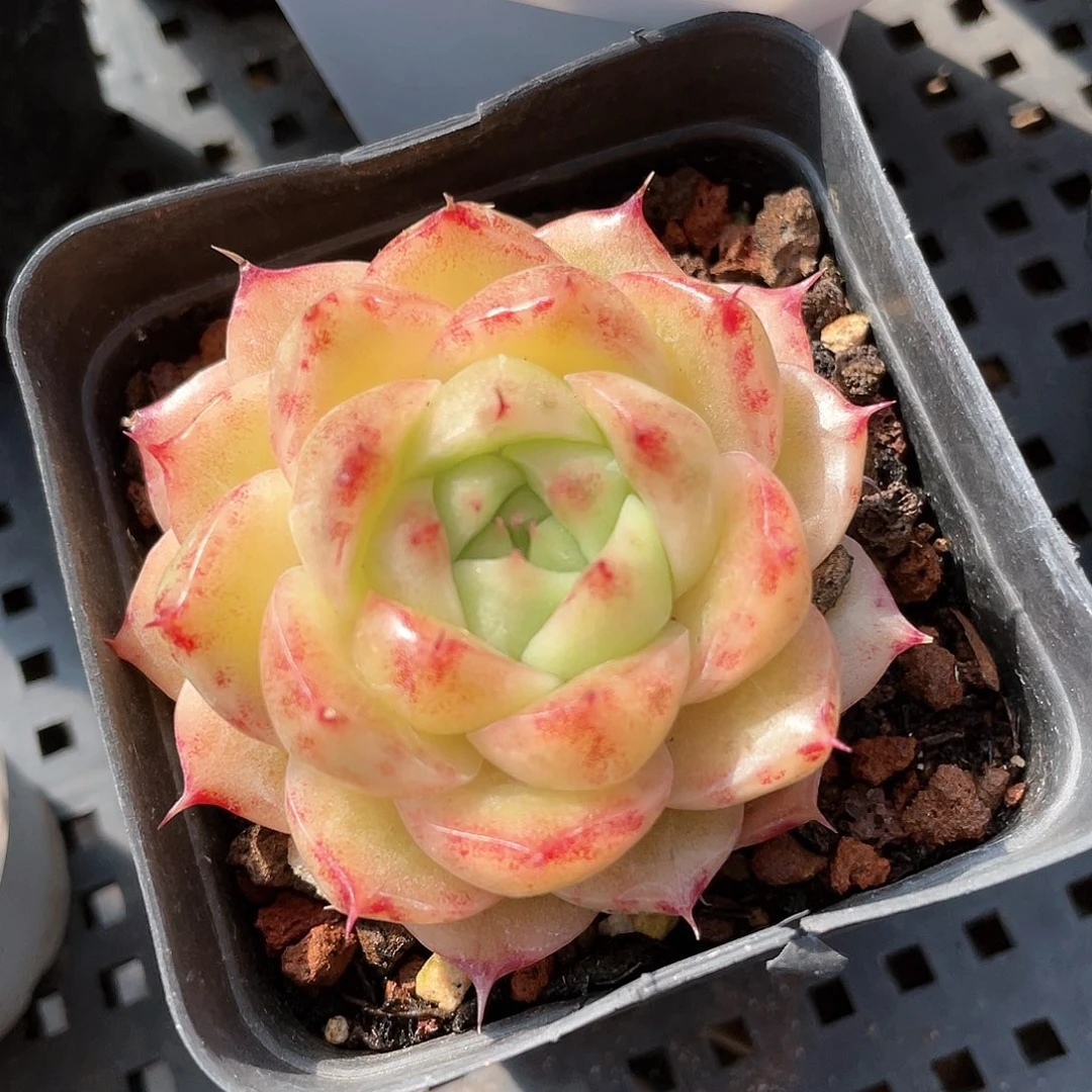 优选麦秆福利8770