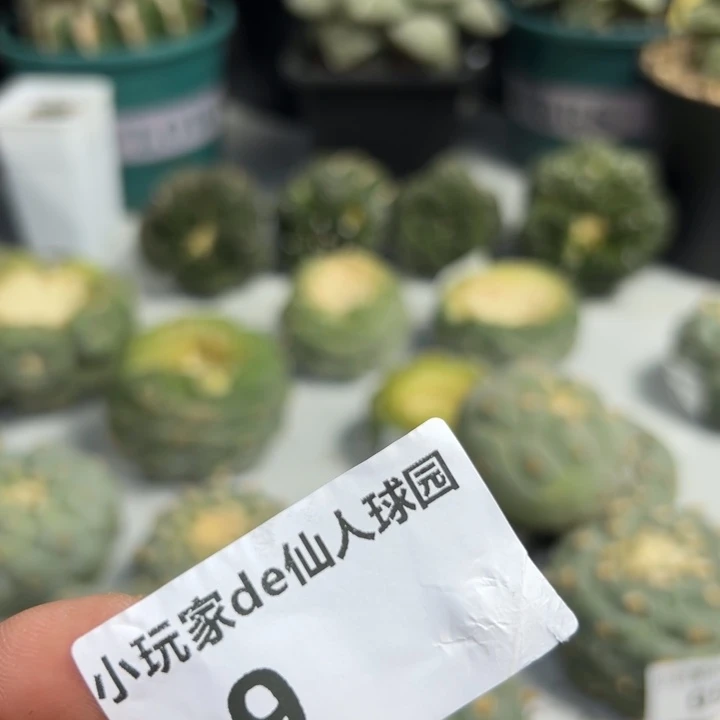 我***蟹9可节后发货 可帮发根