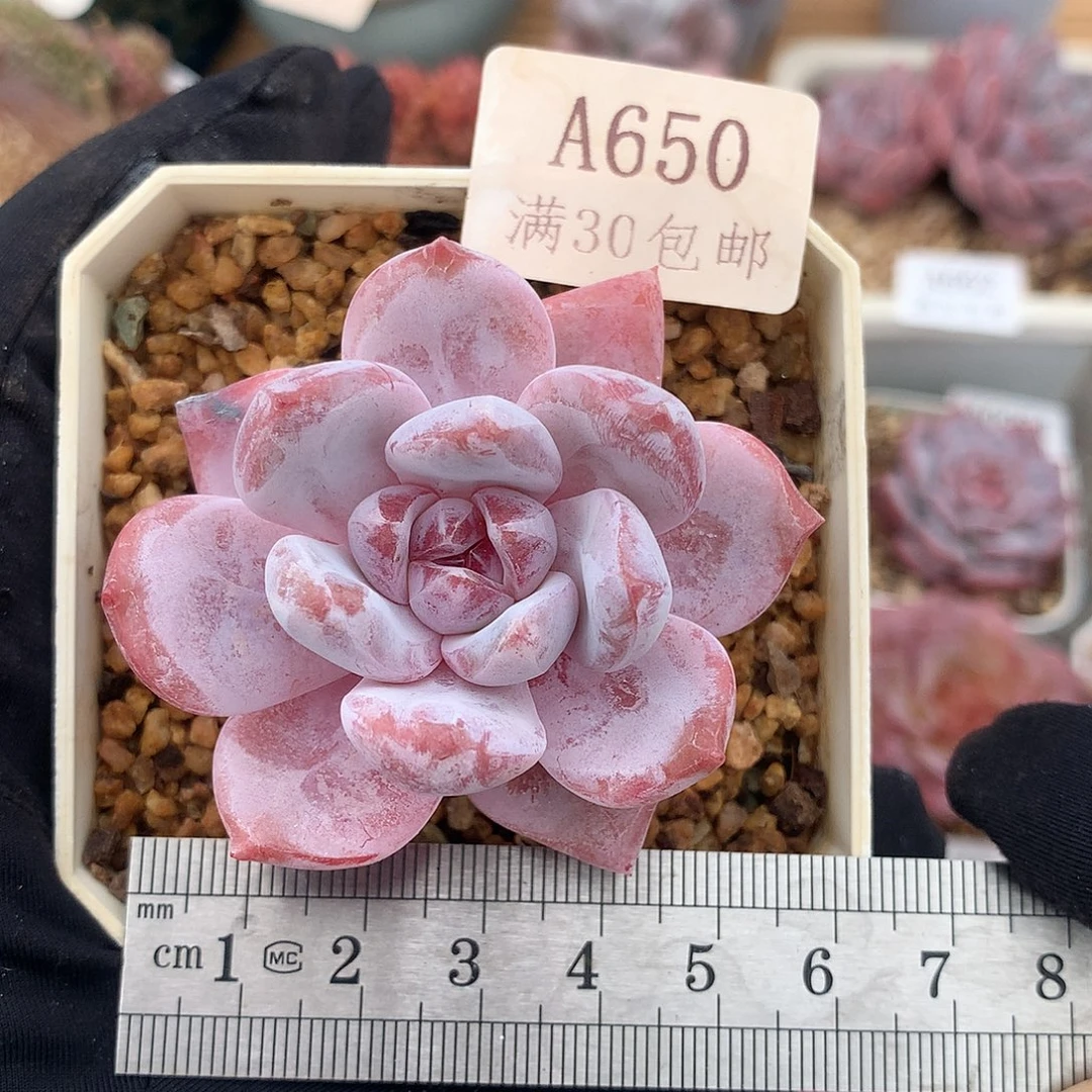 650雪莲单头冠服5.5