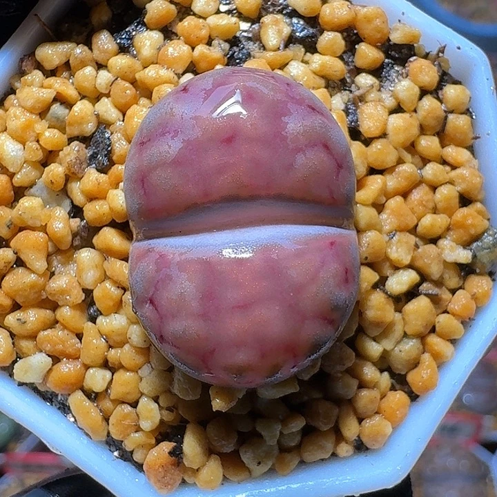 生石花23:：：。  87号