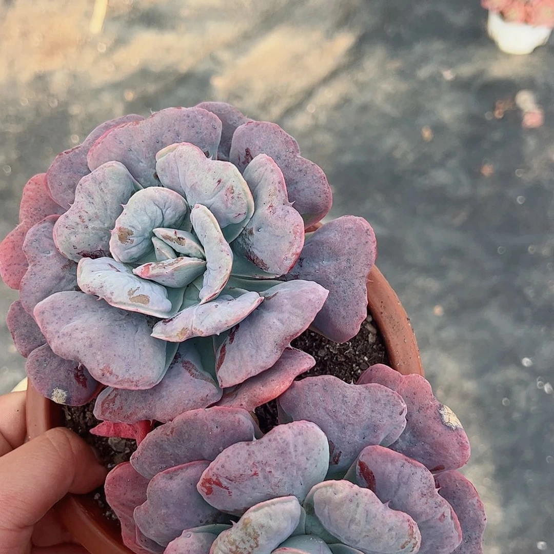 心之悦双头起老桩