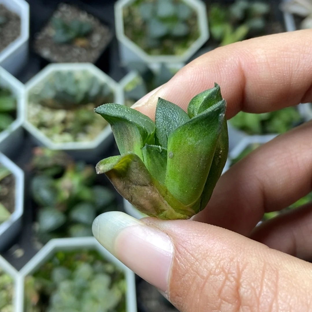 等***日寄养是是是是是是是是是寿