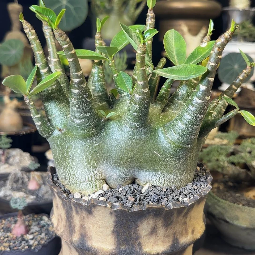 一物一拍哥斯拉沙漠23