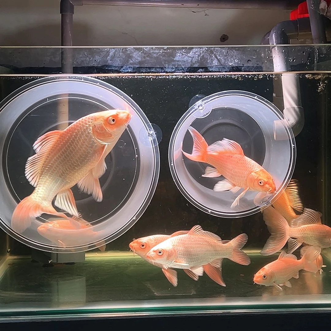 中国大陆普身蝴蝶鲤