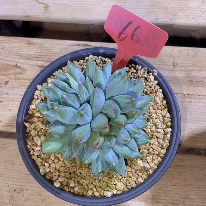 这么多事要等下星期我