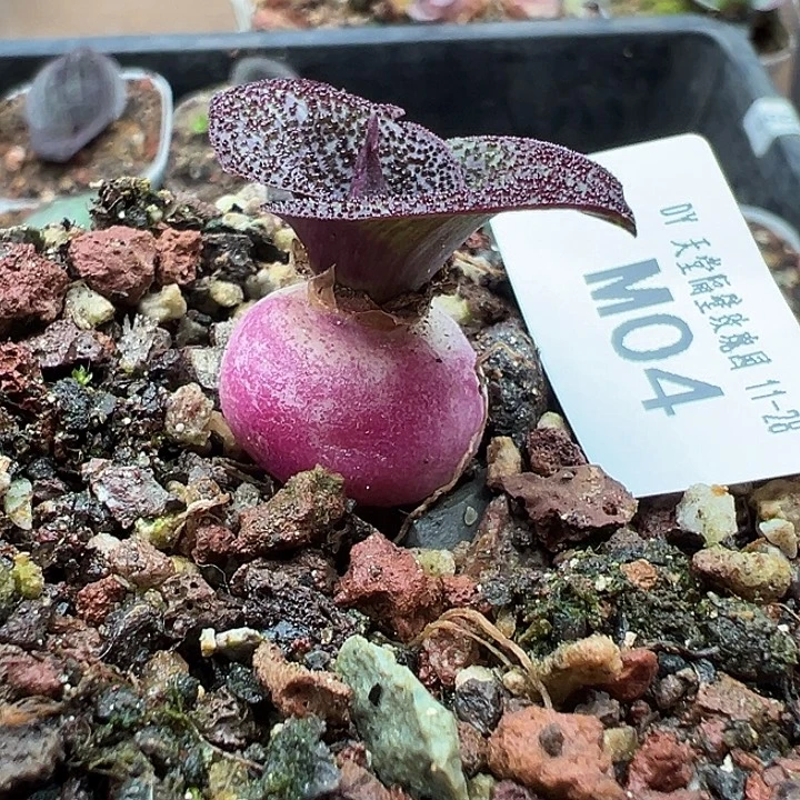 苗苗开播福利紫镜04