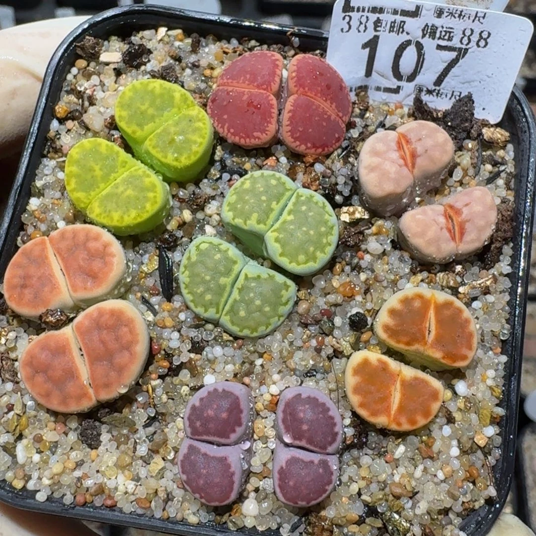 zzzzz精品生石花107