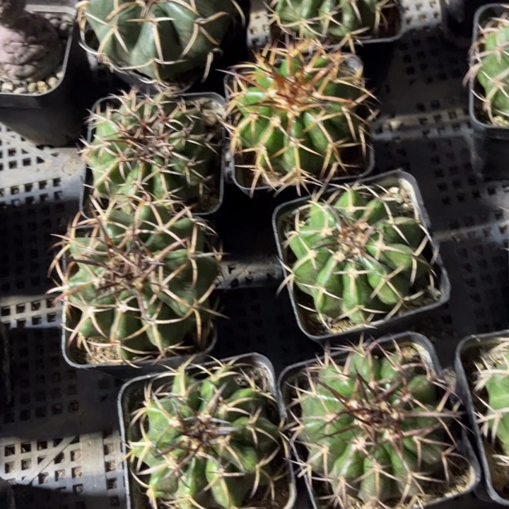 无花朵二个实生圆盘玉好养