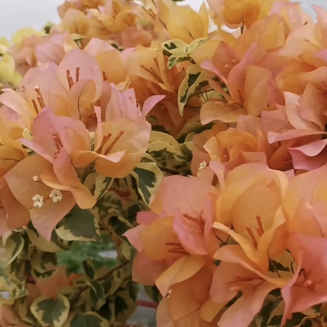 超爆优品三角州嫁接老桩