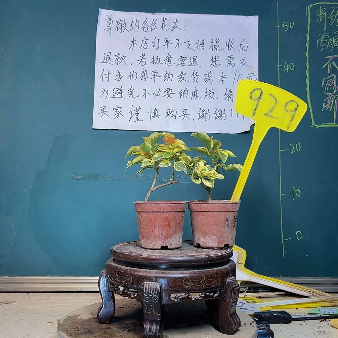 当前无花栽培后可以开花橙冰掌中宝 金边黄掌中宝 929